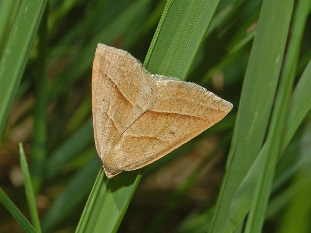 Un Geometride da determinare - Petrophora chlorosata